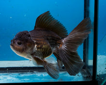 Load image into Gallery viewer, Chocolate Oranda Male(5 inches) Imported from Thailand