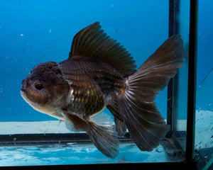 Chocolate Oranda Male(5 inches) Imported from Thailand