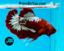 Load image into Gallery viewer, Hellboy Halfmoon Plakat Male