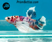 Load image into Gallery viewer, Candy Koi Dumbo Halfmoon Plakat Male