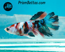 Load image into Gallery viewer, Candy Koi Halfmoon Female
