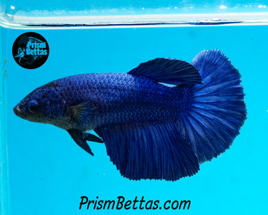 Blue Halfmoon Female