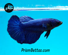 Load image into Gallery viewer, Blue Halfmoon Female
