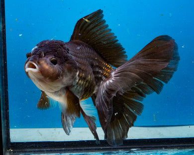 Chocolate Oranda Male(5 inches) Imported from Thailand