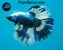 Load image into Gallery viewer, Turquoise Marble Halfmoon Male