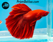 Load image into Gallery viewer, Red Halfmoon Male
