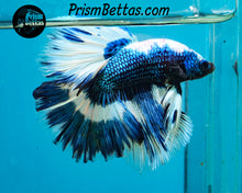 Load image into Gallery viewer, Turquoise Marble Halfmoon Male