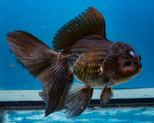 Load image into Gallery viewer, Chocolate Oranda Male(5 inches) Imported from Thailand