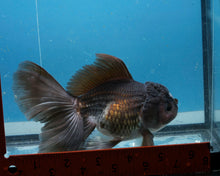 Load image into Gallery viewer, Chocolate Oranda Male(5 inches) Imported from Thailand