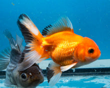 Load image into Gallery viewer, Classic Red Monster Oranda Male (3.75 inches) Imported from Thailand