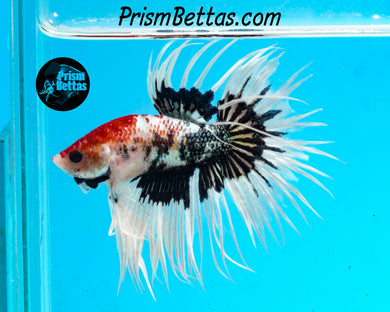 Marble Crowntail Male