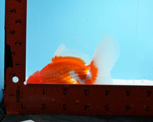 Load image into Gallery viewer, Orange and White Shogun Oranda Male (4.25 inches) Imported from Thailand
