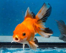 Load image into Gallery viewer, Classic Red Monster Oranda Male (3.75 inches) Imported from Thailand