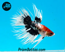 Load image into Gallery viewer, Marble Crowntail Male