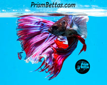 Load image into Gallery viewer, Dumbo Halfmoon Male
