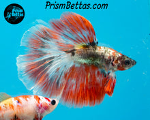 Load image into Gallery viewer, Orange Copper Marble Halfmoon Male