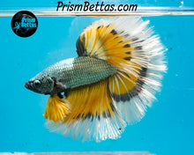 Load image into Gallery viewer, Yellow Copper Dragon Butterfly Halfmoon Male
