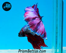 Load image into Gallery viewer, Dumbo Halfmoon Male