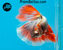 Load image into Gallery viewer, Orange Copper Marble Halfmoon Male