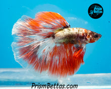 Load image into Gallery viewer, Orange Copper Marble Halfmoon Male