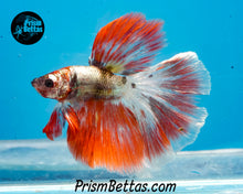 Load image into Gallery viewer, Orange Copper Marble Halfmoon Male