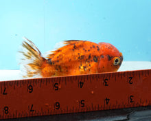 Load image into Gallery viewer, Calico Shogun Godzilla Oranda Male (4.5 inches) Imported from Thailand
