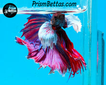 Load image into Gallery viewer, Dumbo Halfmoon Male