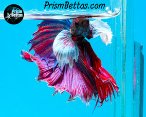 Dumbo Halfmoon Male