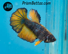 Load image into Gallery viewer, Mustard Gas Halfmoon Female