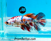 Load image into Gallery viewer, Rainbow Marble Halfmoon Female