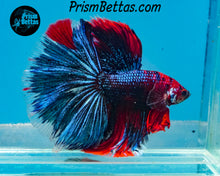 Load image into Gallery viewer, Marble Halfmoon Male