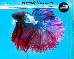 Dumbo Halfmoon Male