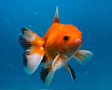 Load image into Gallery viewer, Classic Red Monster Oranda Male (3.75 inches) Imported from Thailand
