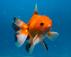 Classic Red Monster Oranda Male (3.75 inches) Imported from Thailand