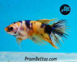 Yellow Koi Crowntail Female