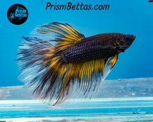 Load image into Gallery viewer, Mustard Gas Halfmoon Male