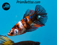 Load image into Gallery viewer, Candy Koi Halfmoon Female