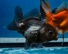 Load image into Gallery viewer, Blue Shogun Godzilla Oranda Male (3.75 inches) Imported from Thailand