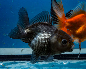 Blue Shogun Godzilla Oranda Male (3.75 inches) Imported from Thailand