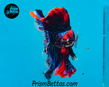 Load image into Gallery viewer, Marble Halfmoon Male