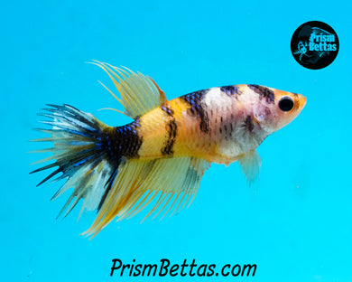 Yellow Koi Crowntail Female