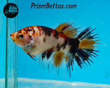 Load image into Gallery viewer, Candy Koi Crowntail Male