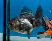 Load image into Gallery viewer, Blue Shogun Godzilla Oranda Male (3.75 inches) Imported from Thailand
