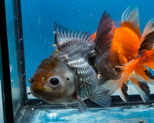 Load image into Gallery viewer, Blue Shogun Godzilla Oranda Male (3.75 inches) Imported from Thailand