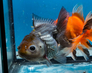Blue Shogun Godzilla Oranda Male (3.75 inches) Imported from Thailand