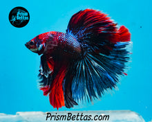 Load image into Gallery viewer, Marble Halfmoon Male