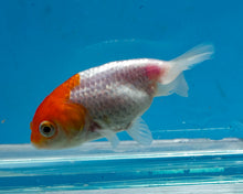 Load image into Gallery viewer, Orange and White Ranchu (2-2.75 inches) 2/$35