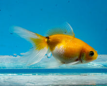 Load image into Gallery viewer, Yellow Pearlscale (2-2.75 inches) 2/$35