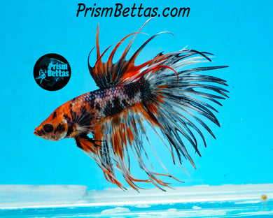 Rainbow Marble Crowntail Male