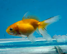 Load image into Gallery viewer, Yellow Pearlscale (2-2.75 inches) 2/$35